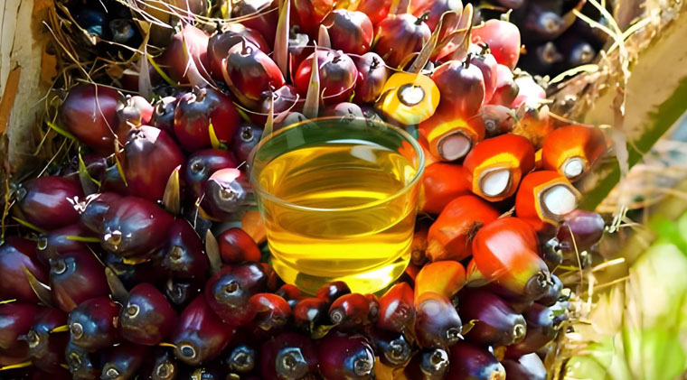 Palm oil